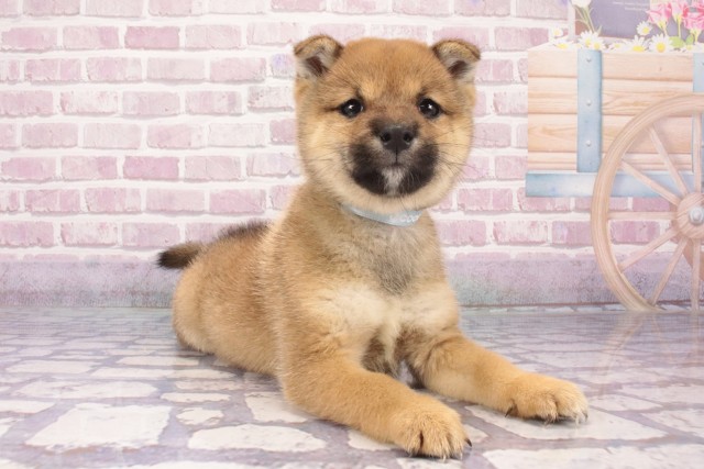 奈良県の豆柴 (Coo&RIKU奈良富雄南店/2025年4月25日生まれ/男の子/赤)の子犬の2枚目の画像
