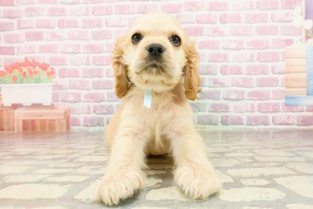岐阜県のアメリカンコッカースパニエル (Coo&RIKU岐南店/2025年4月28日生まれ/男の子/バフ)の子犬の1枚目の画像