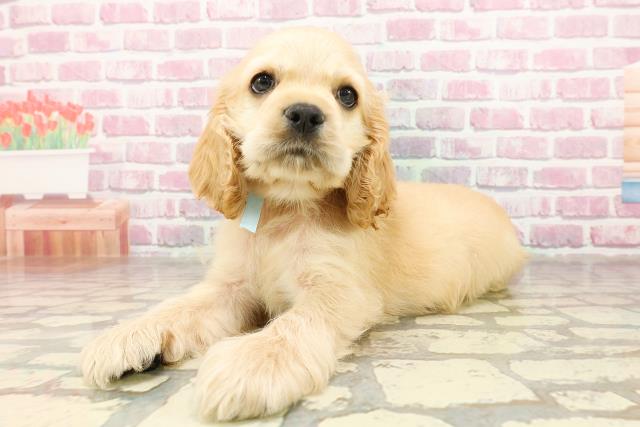 岐阜県のアメリカンコッカースパニエル (Coo&RIKU岐南店/2025年4月28日生まれ/男の子/バフ)の子犬の2枚目の画像