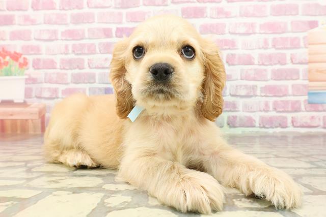 岐阜県のアメリカンコッカースパニエル (Coo&RIKU岐南店/2025年4月28日生まれ/男の子/バフ)の子犬の3枚目の画像