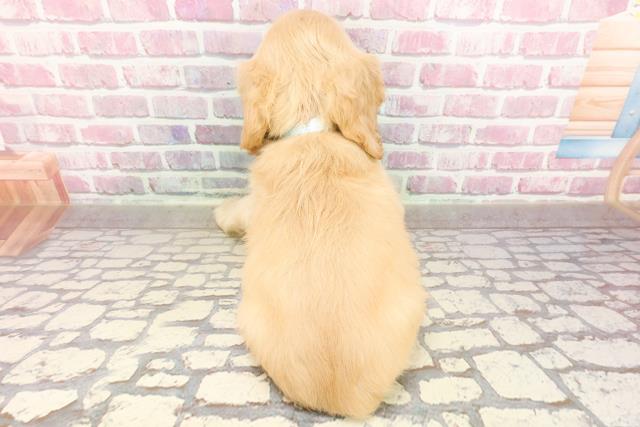 岐阜県のアメリカンコッカースパニエル (Coo&RIKU岐南店/2025年4月28日生まれ/男の子/バフ)の子犬の4枚目の画像