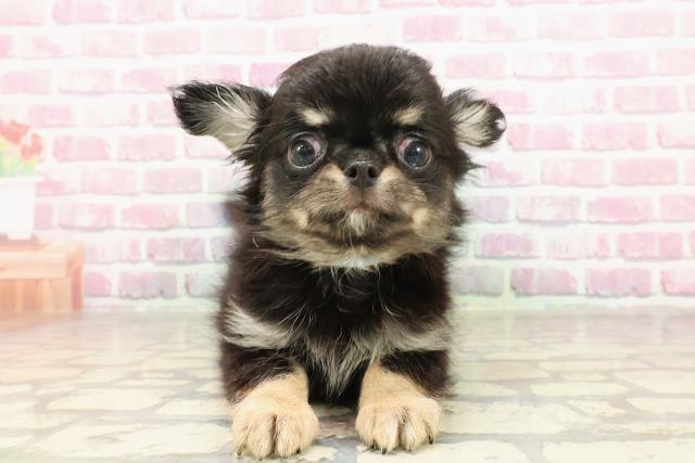 東京都のチワワ(ロング) (Coo&RIKU浅草店/2025年4月20日生まれ/男の子/ブラックタン)の子犬の1枚目の画像