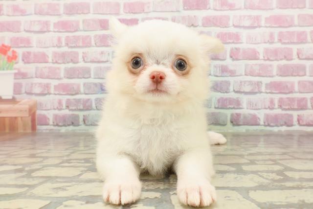 長野県のチワワ(ロング) (Coo&RIKU綿半庄内店/2025年4月20日生まれ/男の子/クリーム)の子犬の1枚目の画像