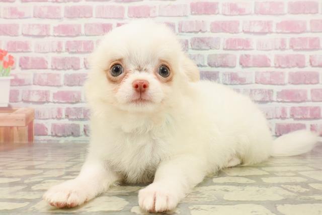 長野県のチワワ(ロング) (Coo&RIKU綿半庄内店/2025年4月20日生まれ/男の子/クリーム)の子犬の2枚目の画像