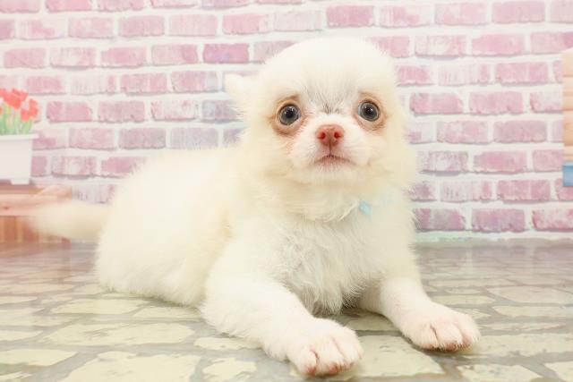 長野県のチワワ(ロング) (Coo&RIKU綿半庄内店/2025年4月20日生まれ/男の子/クリーム)の子犬の3枚目の画像
