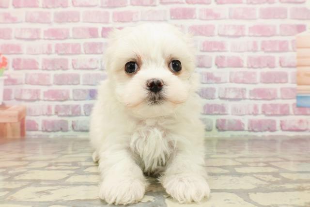 富山県のマルチーズ (Coo&RIKU富山店/2025年4月20日生まれ/女の子/ホワイト)の子犬の1枚目の画像