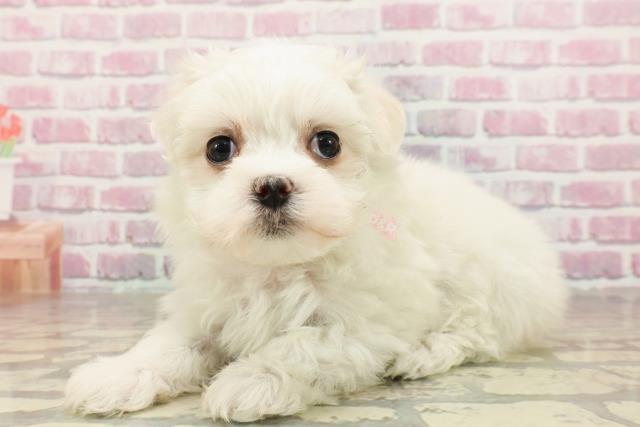 富山県のマルチーズ (Coo&RIKU富山店/2025年4月20日生まれ/女の子/ホワイト)の子犬の2枚目の画像