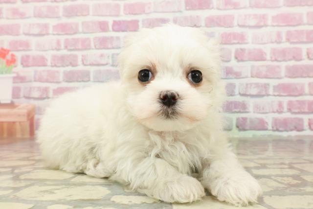 富山県のマルチーズ (Coo&RIKU富山店/2025年4月20日生まれ/女の子/ホワイト)の子犬の3枚目の画像