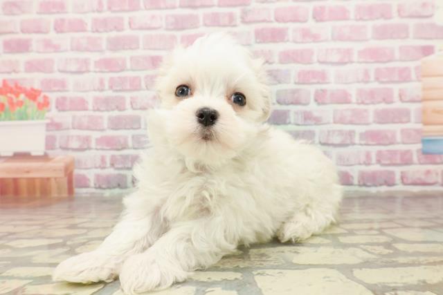 石川県のマルチーズ (Coo&RIKU金沢店/2025年4月23日生まれ/男の子/ホワイト)の子犬の2枚目の画像