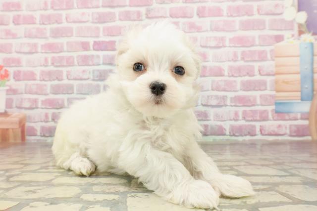 石川県のマルチーズ (Coo&RIKU金沢店/2025年4月23日生まれ/男の子/ホワイト)の子犬の3枚目の画像