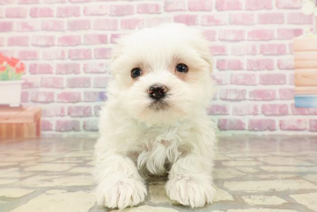 長野県のマルチーズ (Coo&RIKU綿半上田店/2025年4月23日生まれ/男の子/ホワイト)の子犬の1枚目の画像