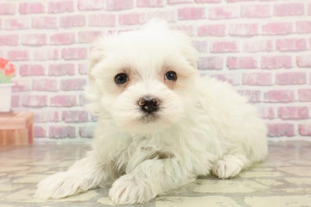 長野県のマルチーズ (Coo&RIKU綿半上田店/2025年4月23日生まれ/男の子/ホワイト)の子犬の2枚目の画像