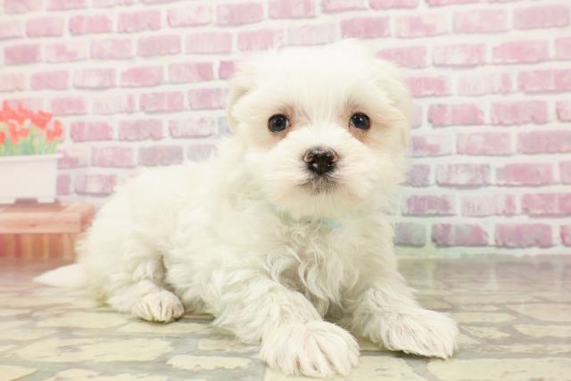 長野県のマルチーズ (Coo&RIKU綿半上田店/2025年4月23日生まれ/男の子/ホワイト)の子犬の3枚目の画像