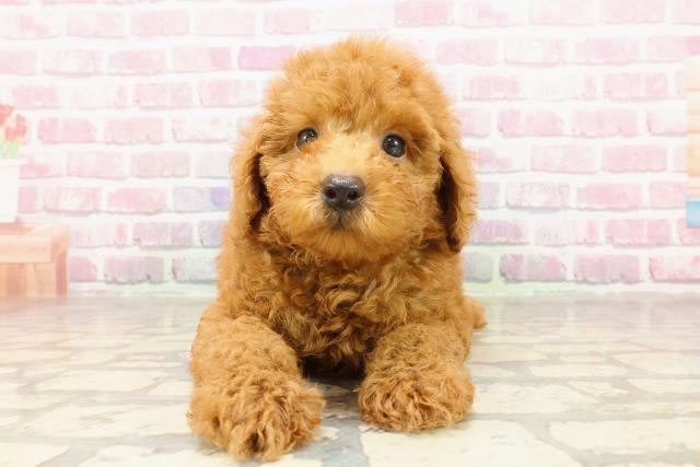東京都のトイプードル(トイ) (Coo&RIKU八王子西店/2025年4月27日生まれ/男の子/レッド)の子犬の1枚目の画像