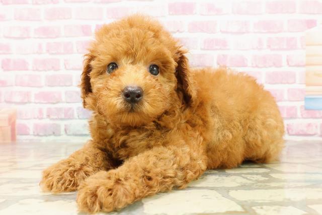 東京都のトイプードル(トイ) (Coo&RIKU八王子西店/2025年4月27日生まれ/男の子/レッド)の子犬の2枚目の画像