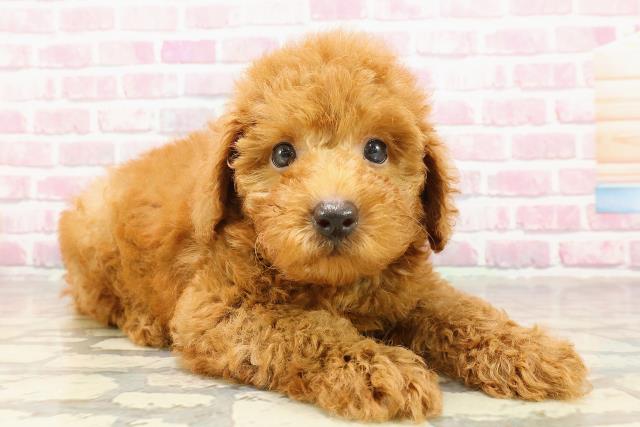 東京都のトイプードル(トイ) (Coo&RIKU八王子西店/2025年4月27日生まれ/男の子/レッド)の子犬の3枚目の画像