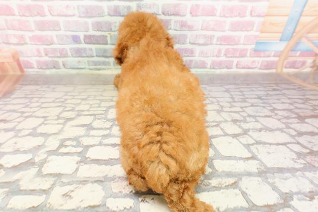 東京都のトイプードル(トイ) (Coo&RIKU八王子西店/2025年4月27日生まれ/男の子/レッド)の子犬の4枚目の画像