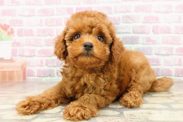 沖縄県のトイプードル(トイ) (Coo&RIKU沖縄浦添店/2025年4月27日生まれ/男の子/レッド)の子犬の2枚目の画像