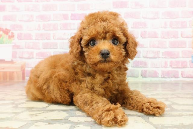 沖縄県のトイプードル(トイ) (Coo&RIKU沖縄浦添店/2025年4月27日生まれ/男の子/レッド)の子犬の3枚目の画像