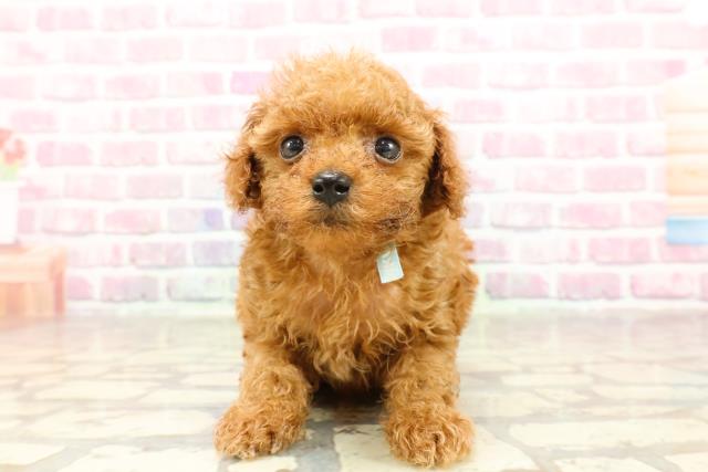 東京都のティーカッププードル (Coo&RIKU浅草店/2025年4月27日生まれ/男の子/レッド)の子犬の1枚目の画像