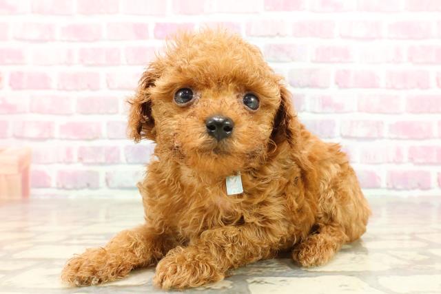 東京都のティーカッププードル (Coo&RIKU浅草店/2025年4月27日生まれ/男の子/レッド)の子犬の2枚目の画像