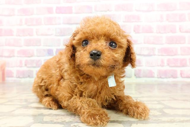 東京都のティーカッププードル (Coo&RIKU浅草店/2025年4月27日生まれ/男の子/レッド)の子犬の3枚目の画像