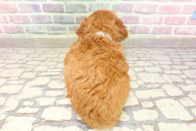 東京都のティーカッププードル (Coo&RIKU浅草店/2025年4月27日生まれ/男の子/レッド)の子犬の4枚目の画像