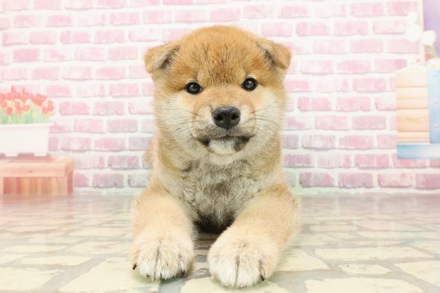 柴犬