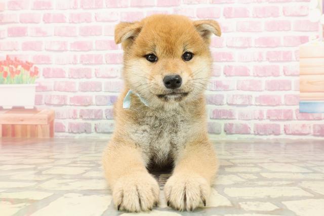 柴犬