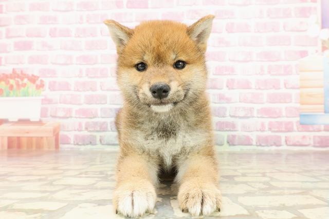 柴犬