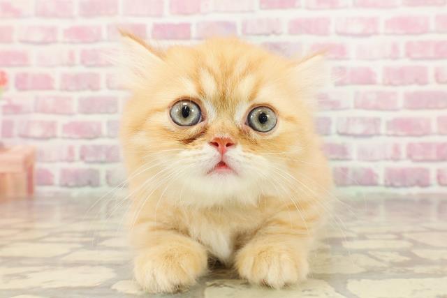 東京都のミヌエット (Coo&RIKU大久保店/2025年4月27日生まれ/男の子/レッドタビー)の子猫の1枚目の画像
