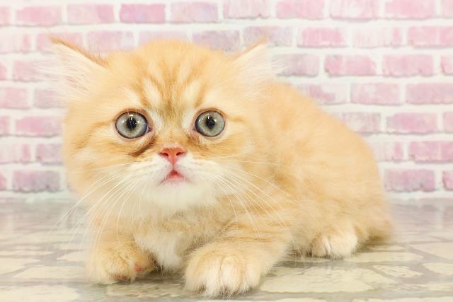 東京都のミヌエット (Coo&RIKU大久保店/2025年4月27日生まれ/男の子/レッドタビー)の子猫の2枚目の画像