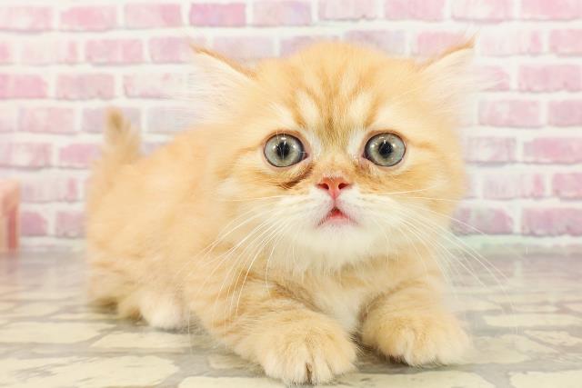 東京都のミヌエット (Coo&RIKU大久保店/2025年4月27日生まれ/男の子/レッドタビー)の子猫の3枚目の画像