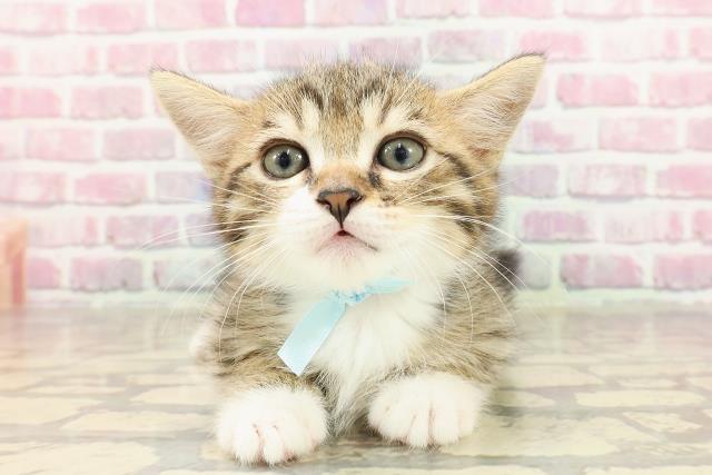 東京都のミヌエット (Coo&RIKU浅草店/2025年4月27日生まれ/男の子/ブラウンタビーホワイト)の子猫の1枚目の画像