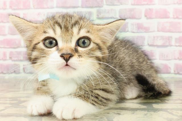 東京都のミヌエット (Coo&RIKU浅草店/2025年4月27日生まれ/男の子/ブラウンタビーホワイト)の子猫の2枚目の画像