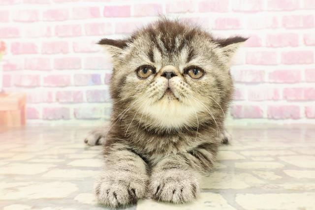 神奈川県のエキゾチック (Coo&RIKU藤沢店/2025年4月27日生まれ/男の子/ブラウンタビー)の子猫の1枚目の画像