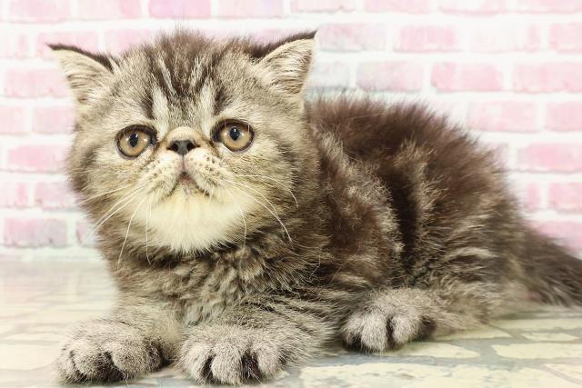 神奈川県のエキゾチック (Coo&RIKU藤沢店/2025年4月27日生まれ/男の子/ブラウンタビー)の子猫の2枚目の画像