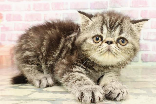 神奈川県のエキゾチック (Coo&RIKU藤沢店/2025年4月27日生まれ/男の子/ブラウンタビー)の子猫の3枚目の画像