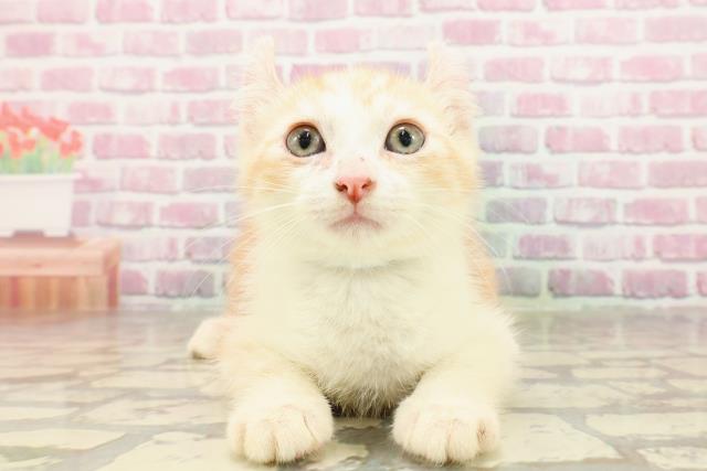 福井県のアメリカンカール (Coo&RIKU福井店/2025年4月5日生まれ/男の子/レッドタビーホワイト)の子猫の1枚目の画像