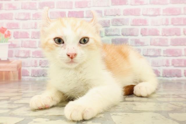 福井県のアメリカンカール (Coo&RIKU福井店/2025年4月5日生まれ/男の子/レッドタビーホワイト)の子猫の2枚目の画像