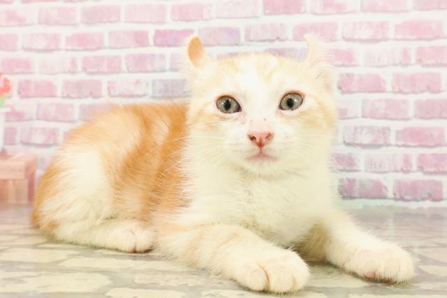 福井県のアメリカンカール (Coo&RIKU福井店/2025年4月5日生まれ/男の子/レッドタビーホワイト)の子猫の3枚目の画像