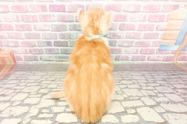福井県のアメリカンカール (Coo&RIKU福井店/2025年4月5日生まれ/男の子/レッドタビーホワイト)の子猫の4枚目の画像