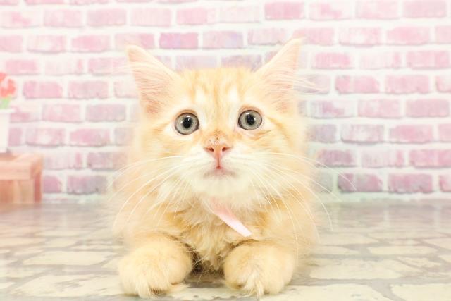 茨城県のサイベリアン (Coo&RIKU石岡店/2025年4月2日生まれ/女の子/レッドタビー)の子猫の1枚目の画像