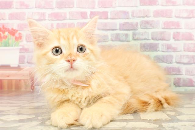 茨城県のサイベリアン (Coo&RIKU石岡店/2025年4月2日生まれ/女の子/レッドタビー)の子猫の2枚目の画像