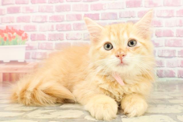 茨城県のサイベリアン (Coo&RIKU石岡店/2025年4月2日生まれ/女の子/レッドタビー)の子猫の3枚目の画像