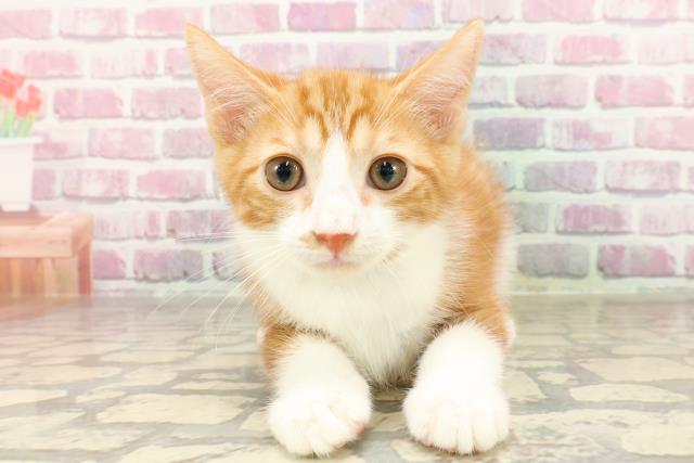千葉県のマンチカン (Coo&RIKU市原店/2025年4月7日生まれ/男の子/レッドタビーホワイト)の子猫の1枚目の画像