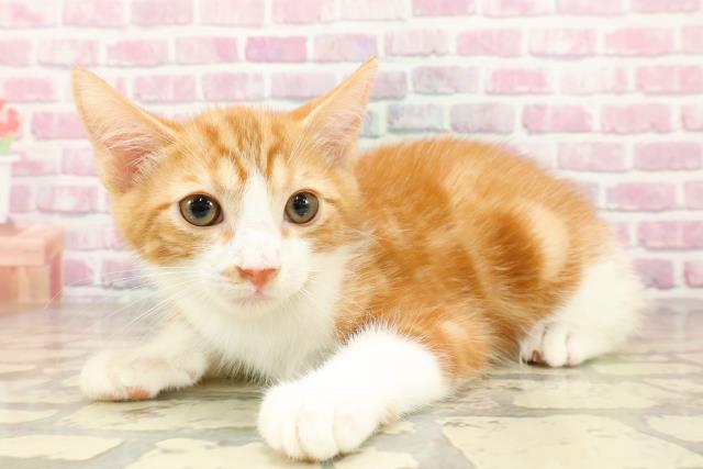 千葉県のマンチカン (Coo&RIKU市原店/2025年4月7日生まれ/男の子/レッドタビーホワイト)の子猫の2枚目の画像