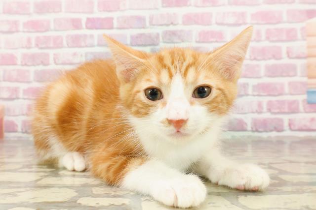 千葉県のマンチカン (Coo&RIKU市原店/2025年4月7日生まれ/男の子/レッドタビーホワイト)の子猫の3枚目の画像