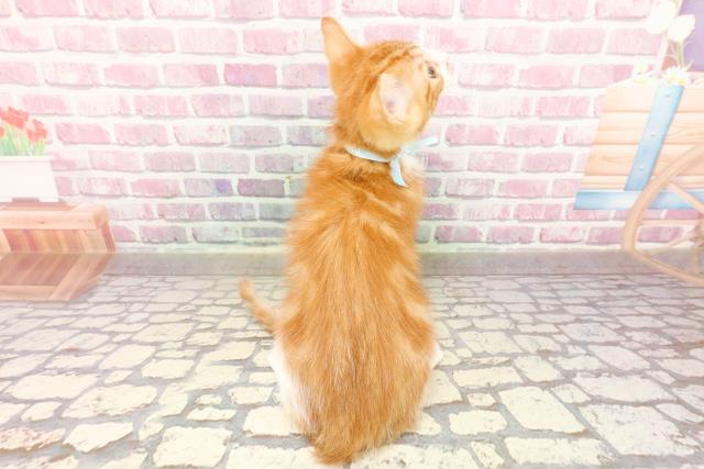 千葉県のマンチカン (Coo&RIKU市原店/2025年4月7日生まれ/男の子/レッドタビーホワイト)の子猫の4枚目の画像