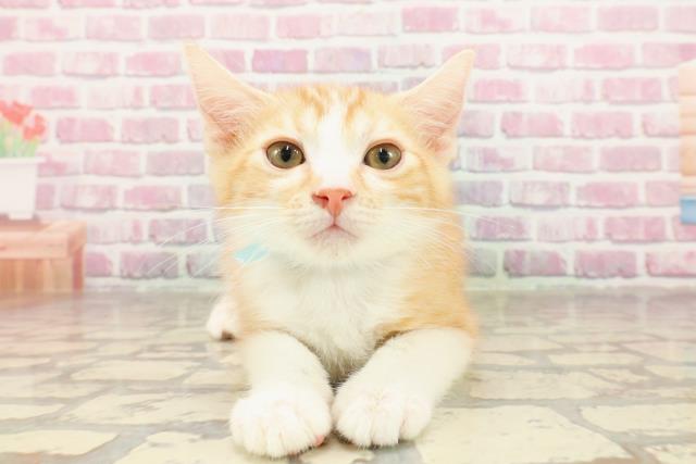 千葉県のマンチカン (Coo&RIKU木更津店/2025年4月7日生まれ/男の子/レッドタビーホワイト)の子猫の1枚目の画像